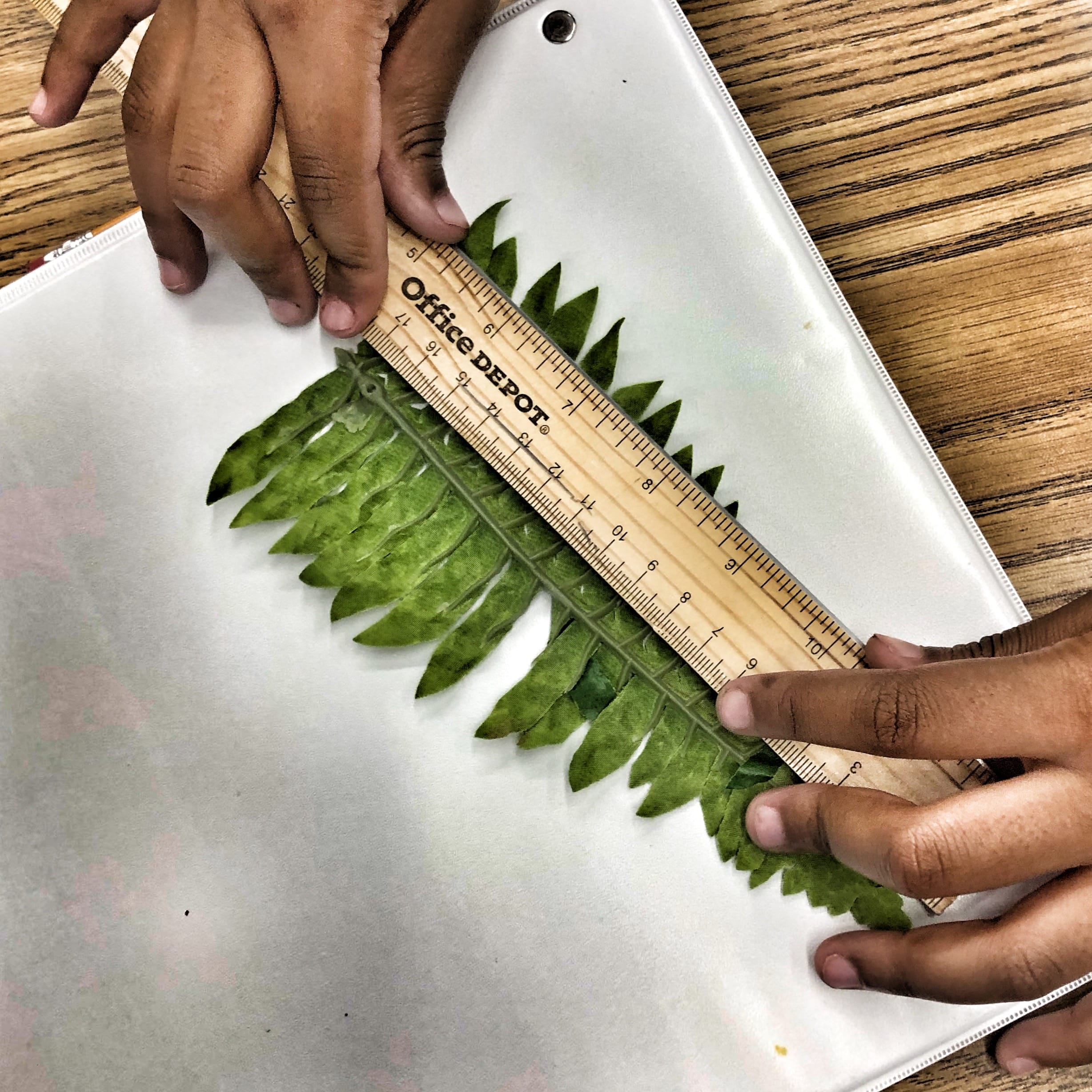 A student measures the length of a leaf