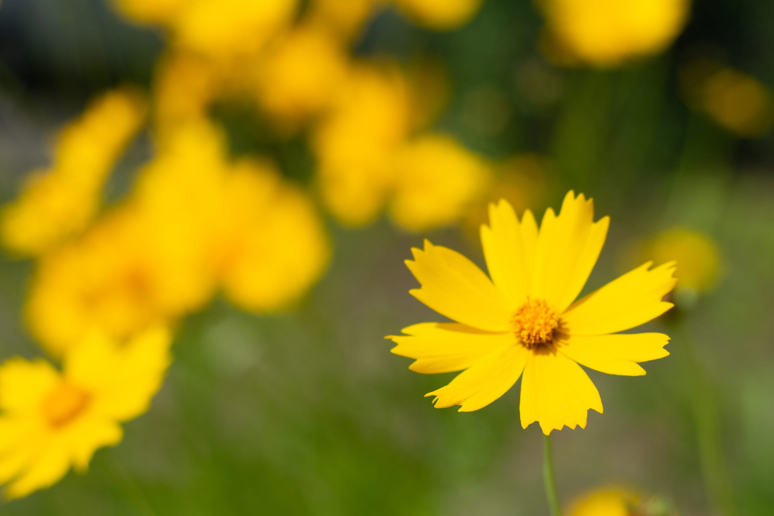 Flower at the GHV campus